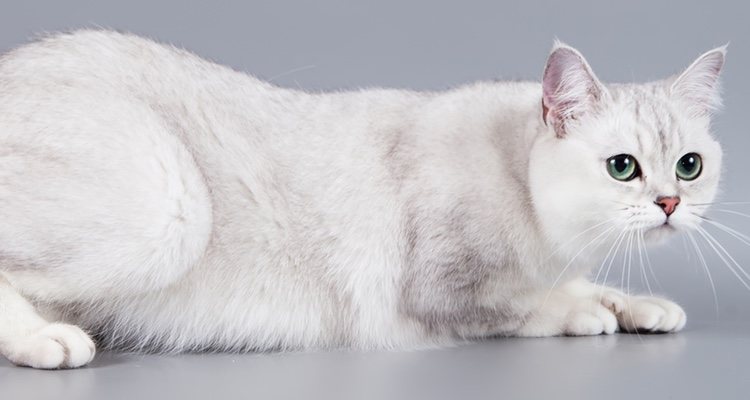 Son gatos sociables y no habrá problema en que haya otras mascotas en la casa