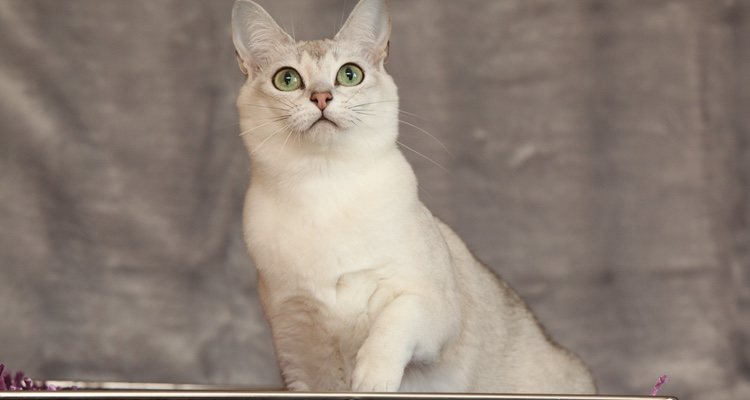 Conviene cepillar el pelo del gato diariamente para evitar pelo muerto