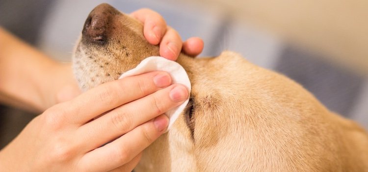 Jamás permitas que el líquido limpiador entre en contacto con los ojos del animal