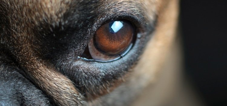 Hay que procurar limpiar diariamente los pelos o las legañas del ojo
