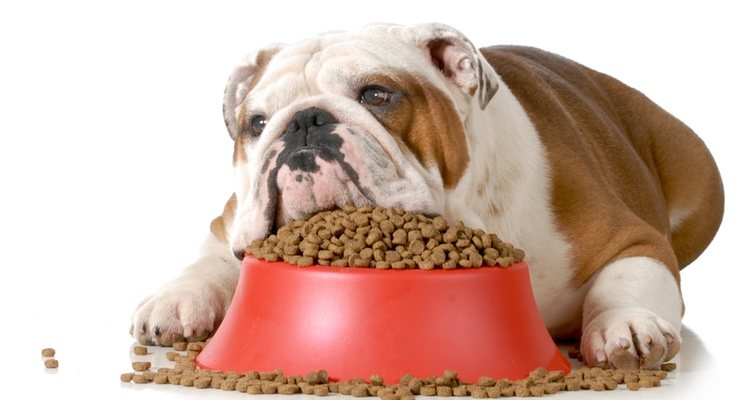 Debes saber cuales son los alimentos que no debe darle nunca ala animal