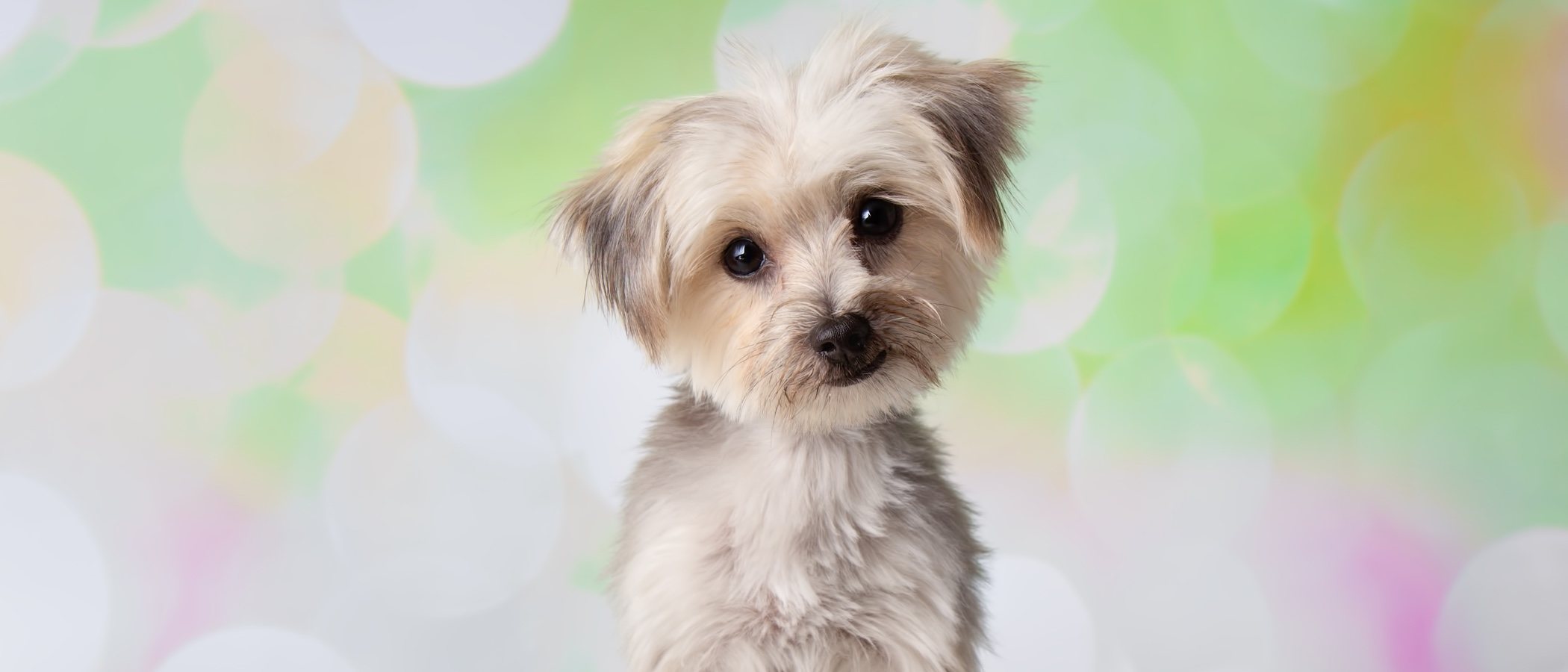 Razas de perro: Morkie