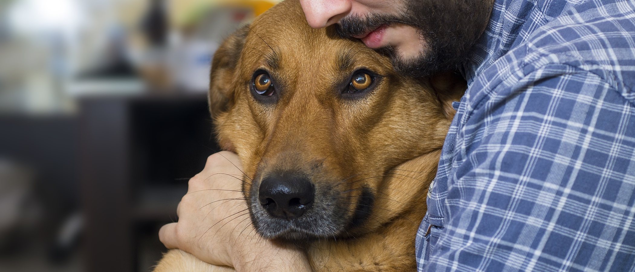 Hipotermia en perros: cómo detectarla y ponerle solución