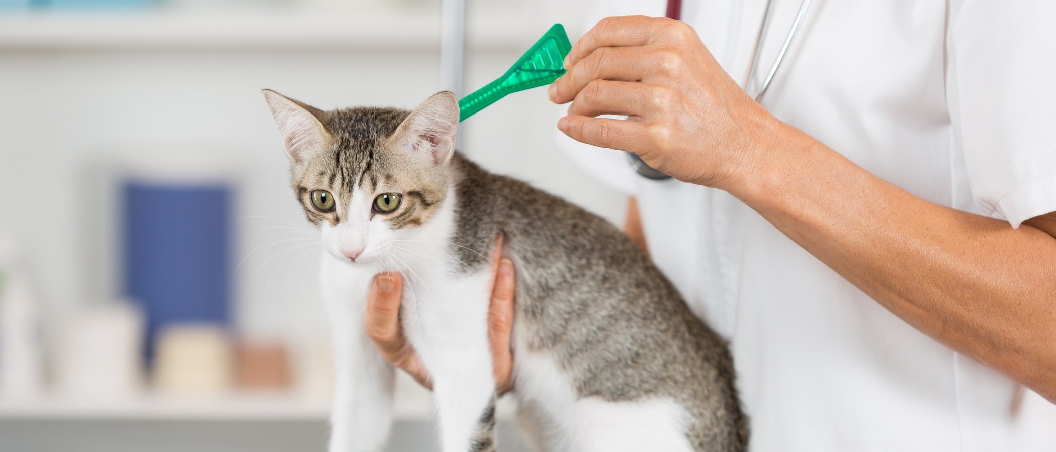 Pipetas para gatos: lo que necesitas saber