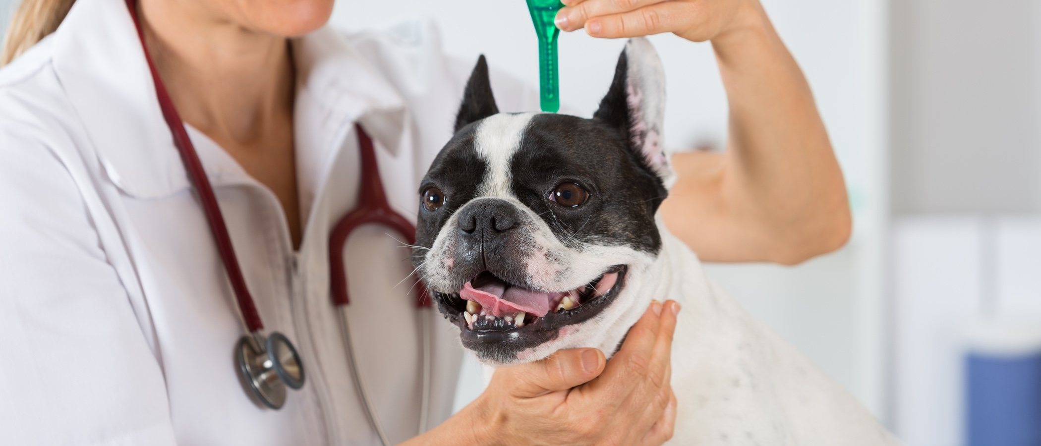 Pipetas para perros: lo que necesitas saber
