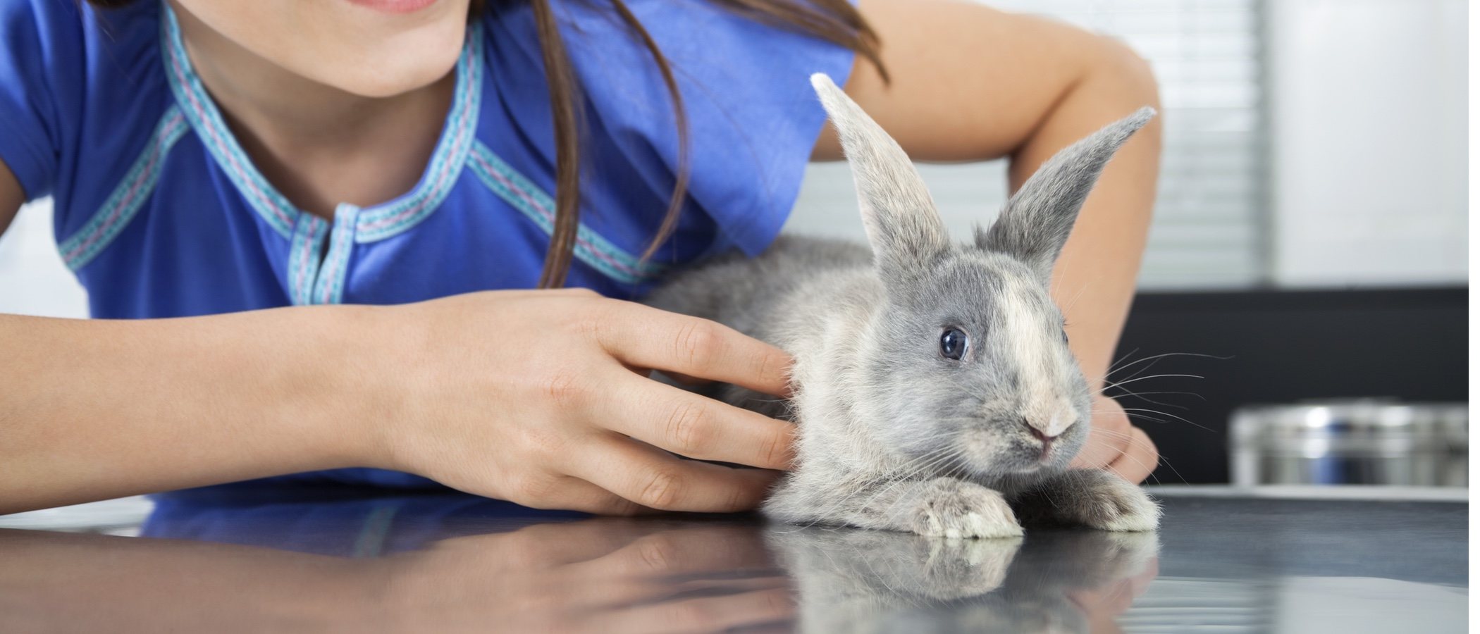 Cómo cortarle las uñas a un conejo