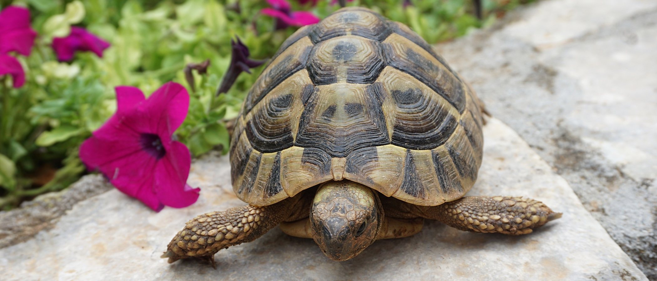 Mi tortuga no come, ¿cuál es la razón?