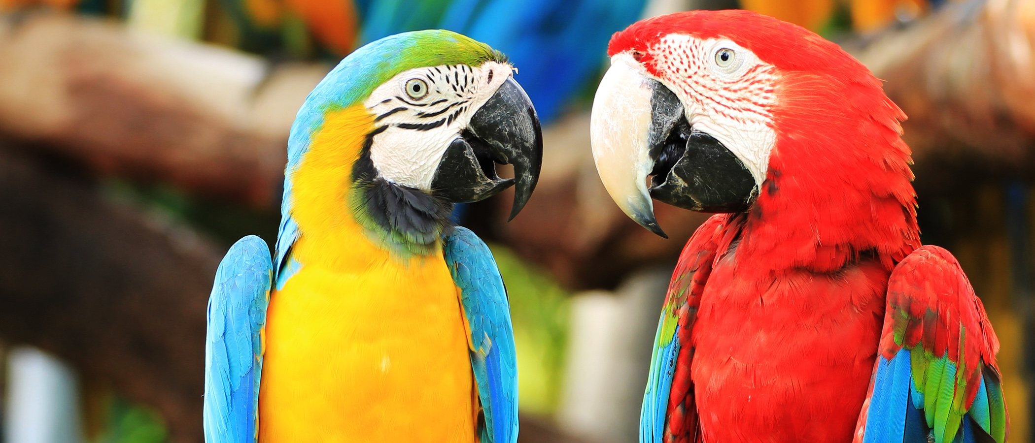 Cómo enseñar a hablar a mi loro