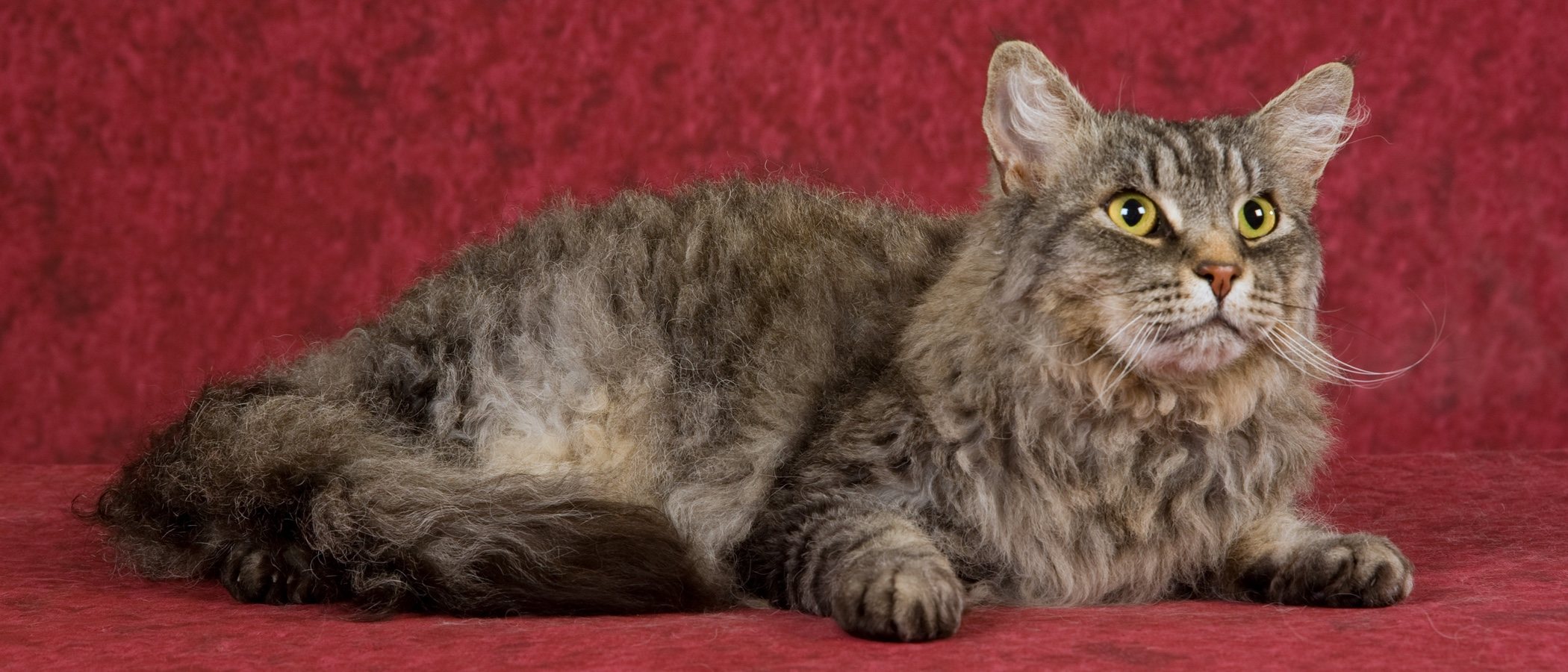 Razas de gato: LaPerm
