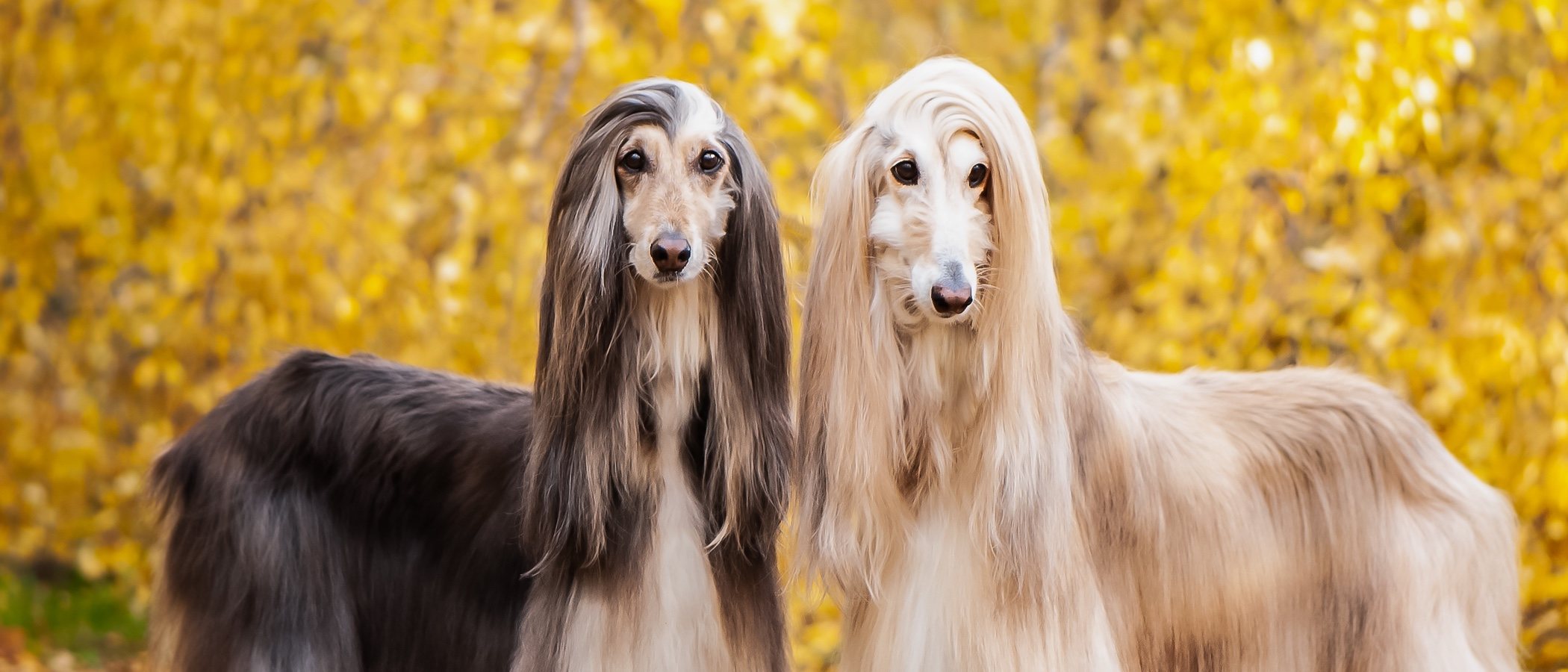 Cómo cuidar el pelo de un Galgo afgano