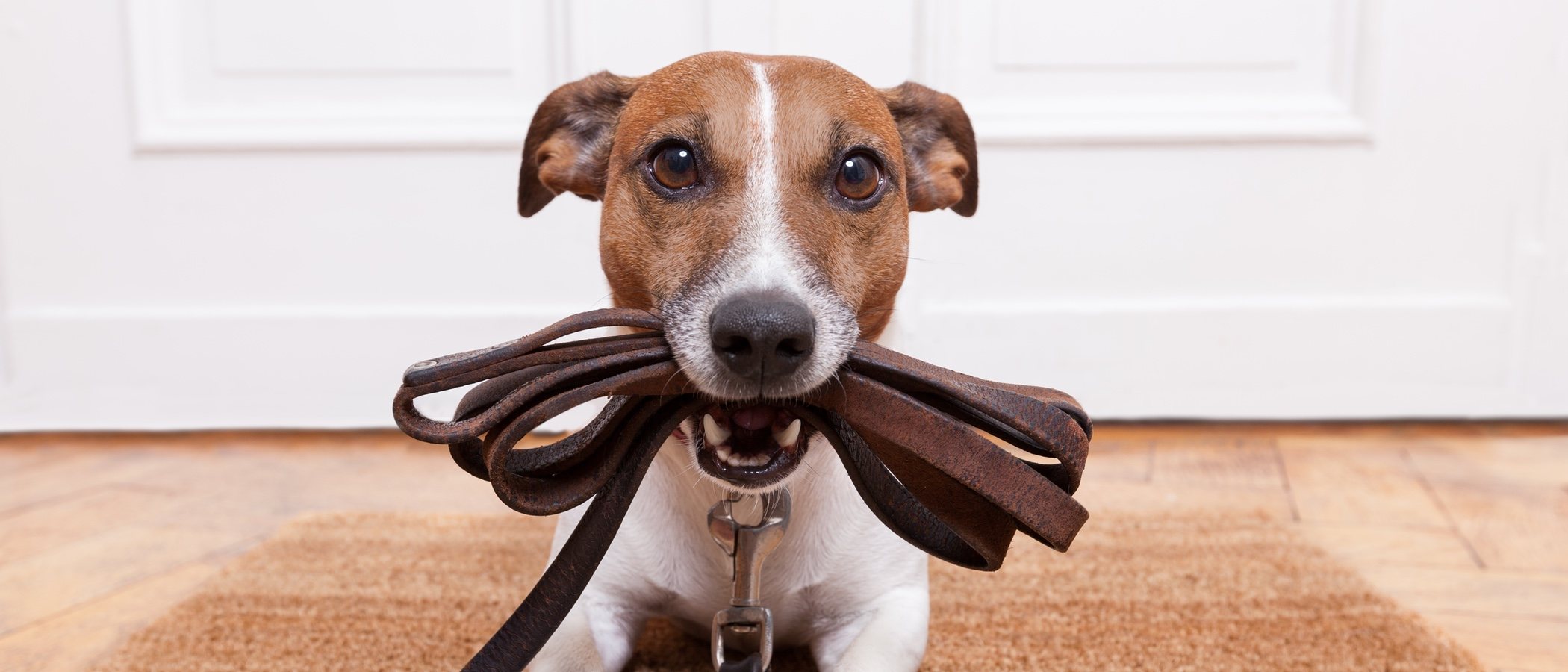Acogida de animales: qué hacer si quieres ser casa de acogida