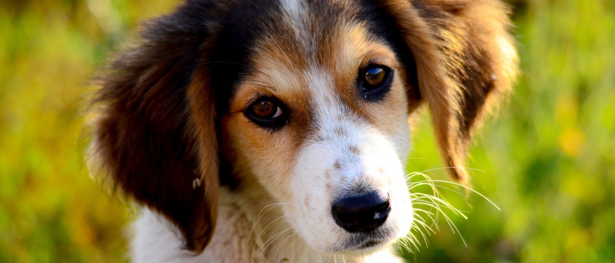 Perros mestizos: todo lo que debes saber