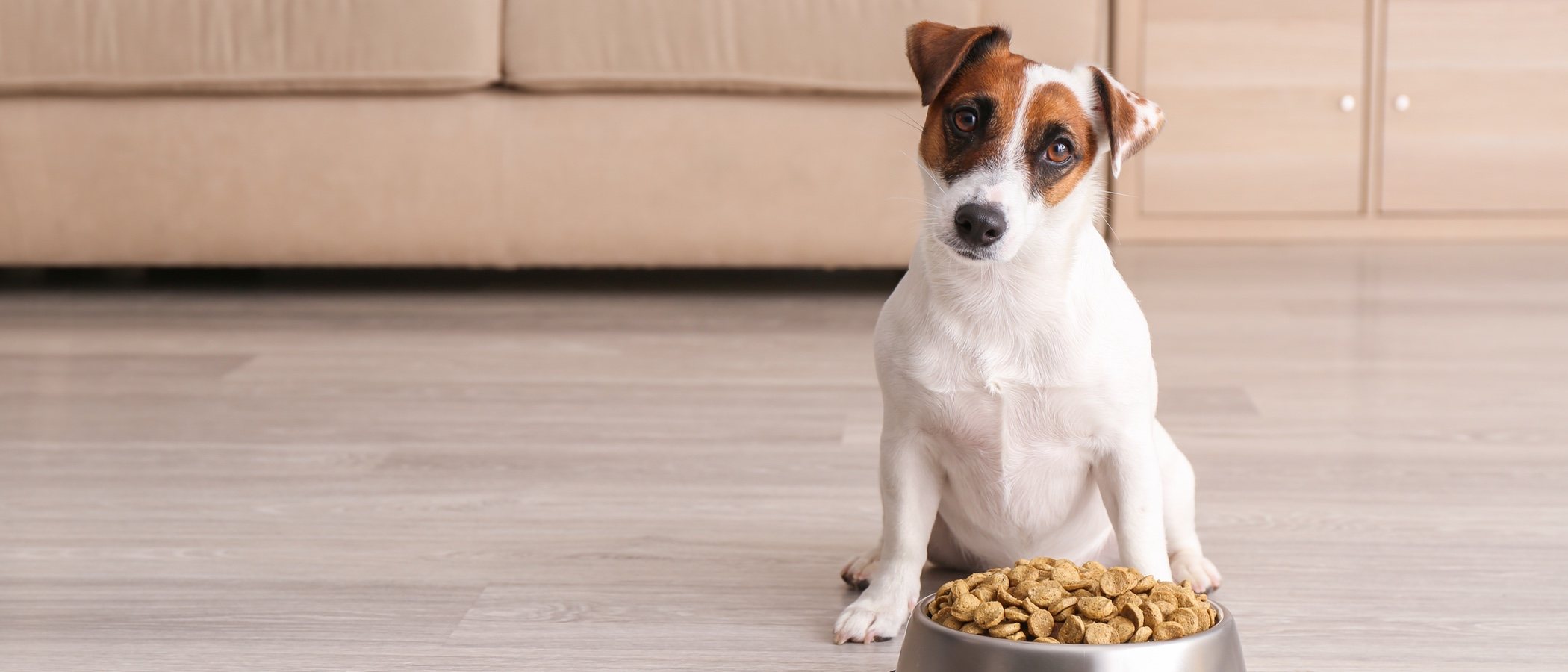 Snacks para perros: escoge los mejores