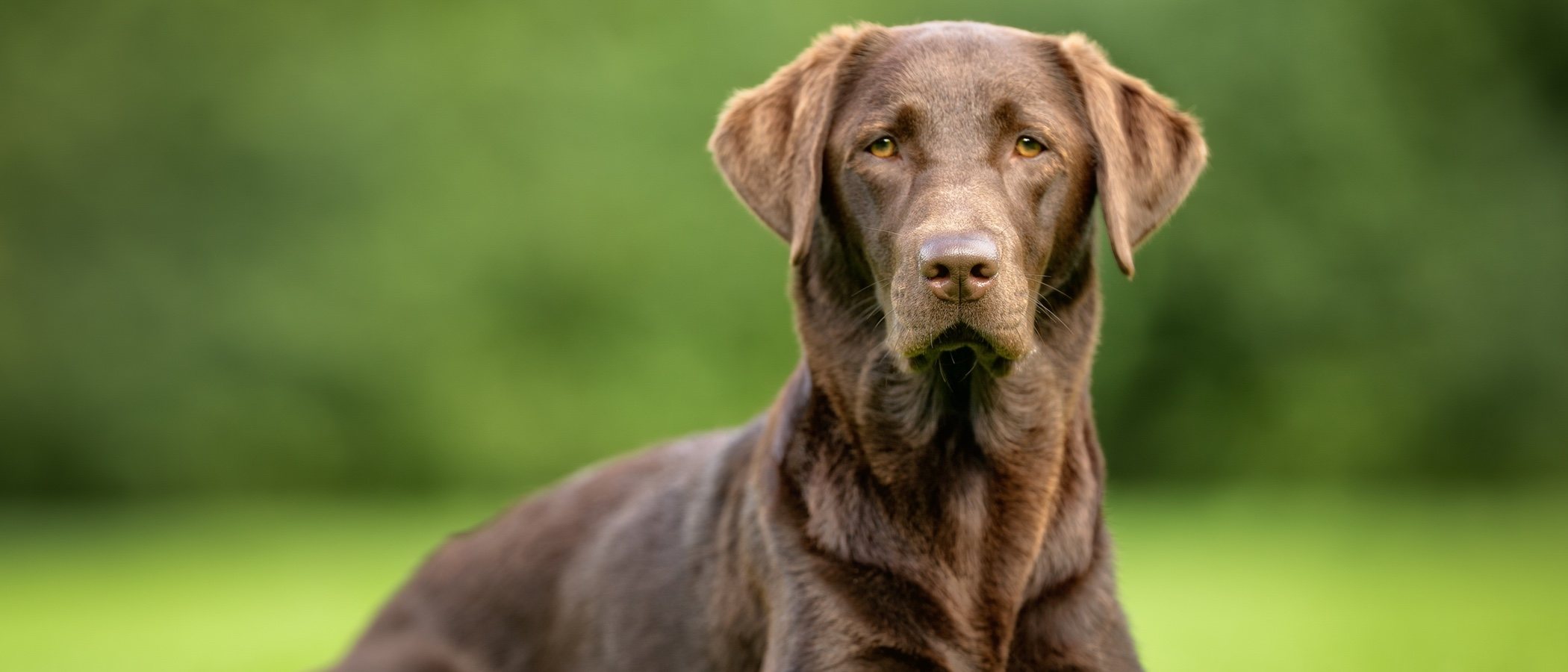 Pros y contras de adoptar un perro adulto