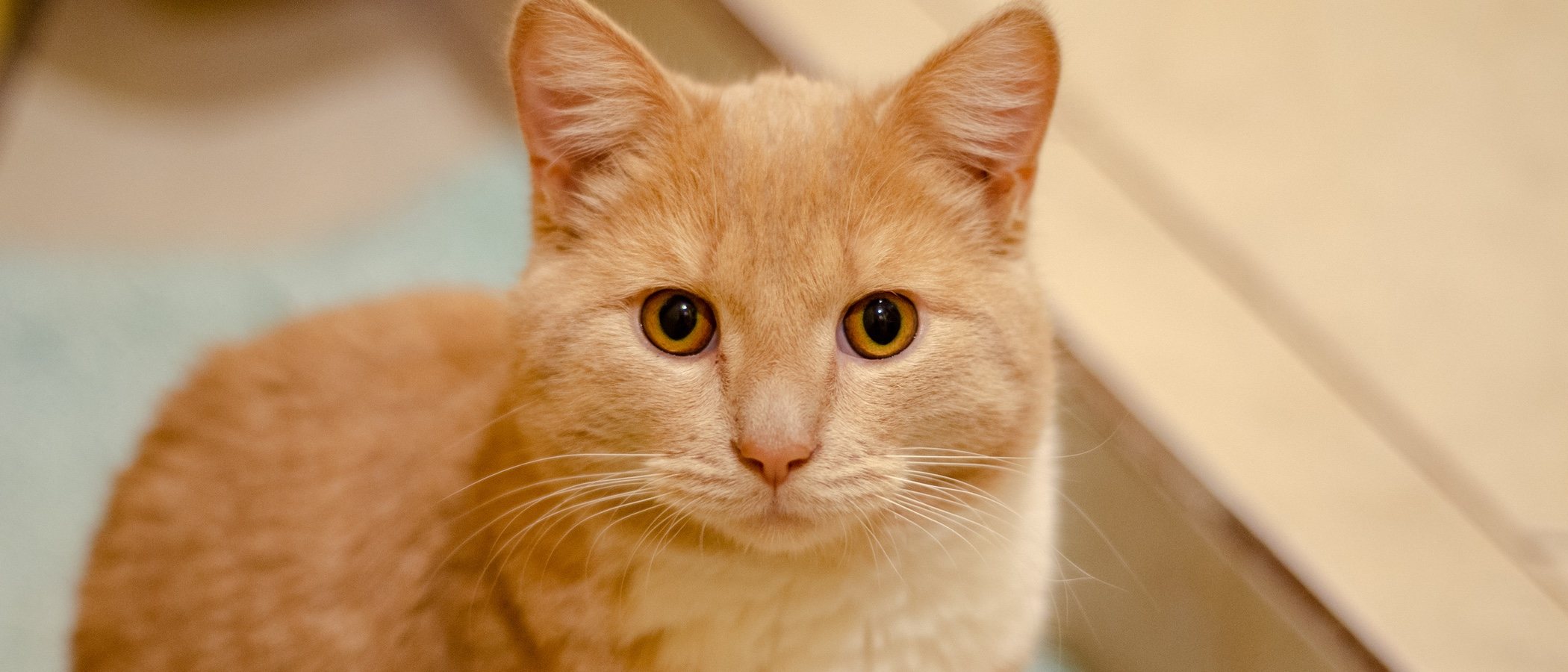 Razas de gato: Mist australiano