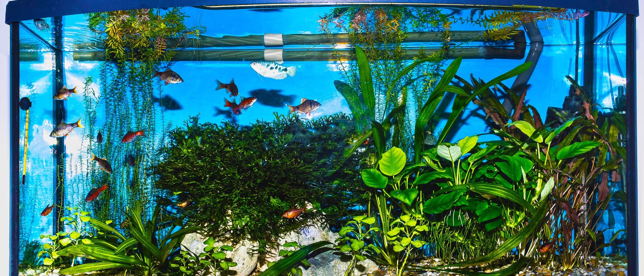 Aireador o bomba de aire para acuario: lo que debes saber