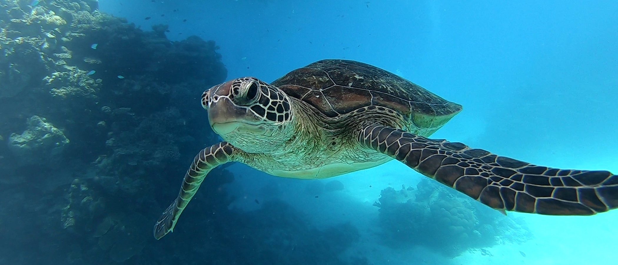 Hibernación de las tortugas: todo lo que necesitas saber