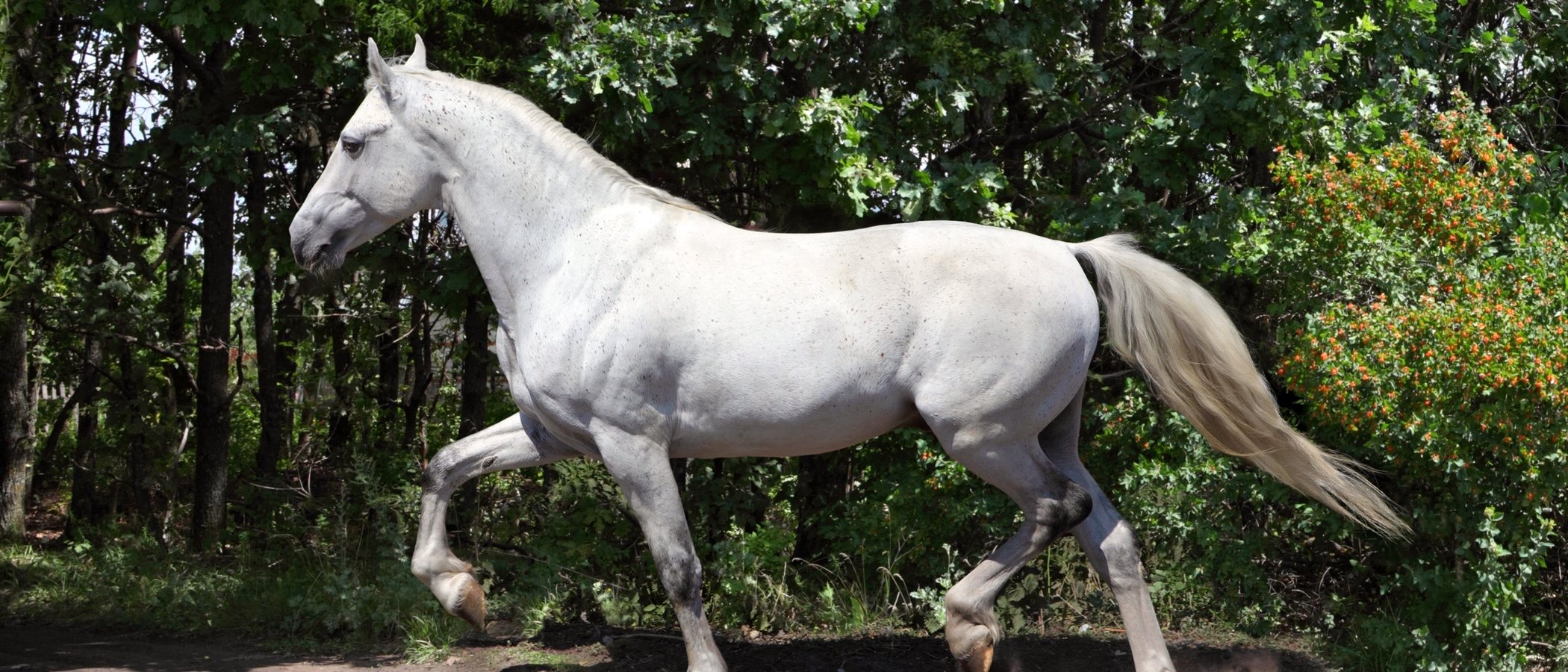 Caballo andaluz: descubre todo sobre esta raza