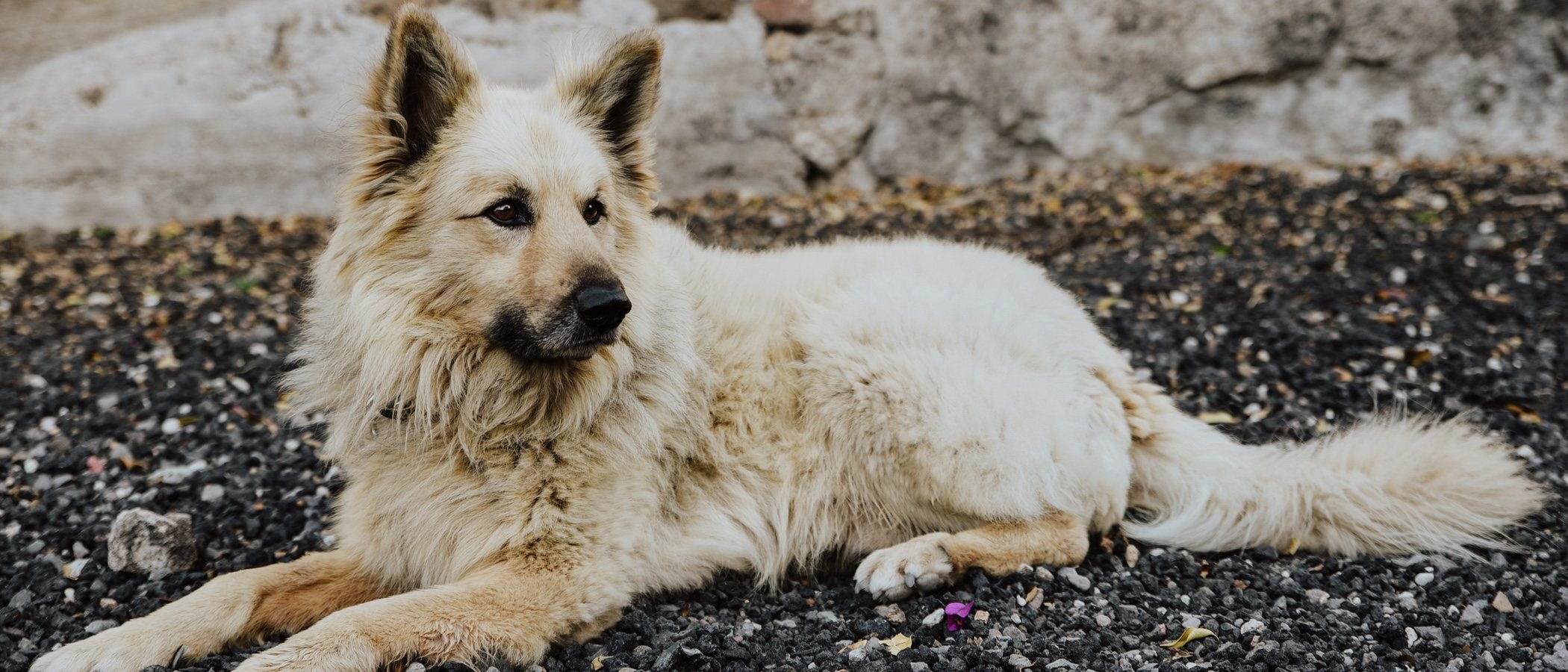 Razas de perro: Pastor garafiano