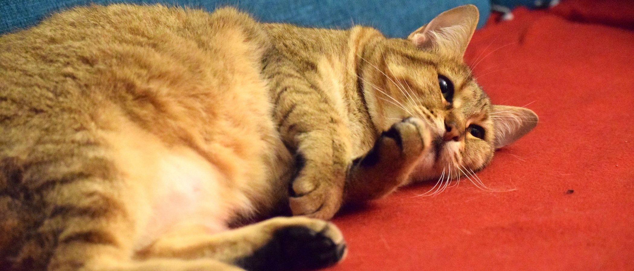 Razas de gato: Pixie bob