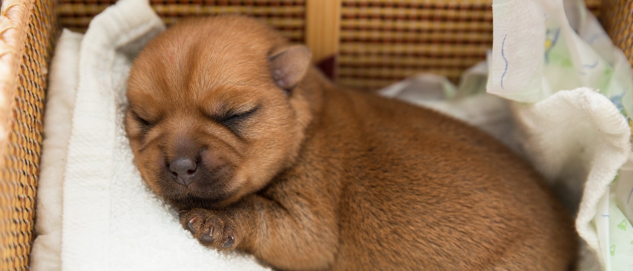 Consejos para que un cachorro duerma toda la noche
