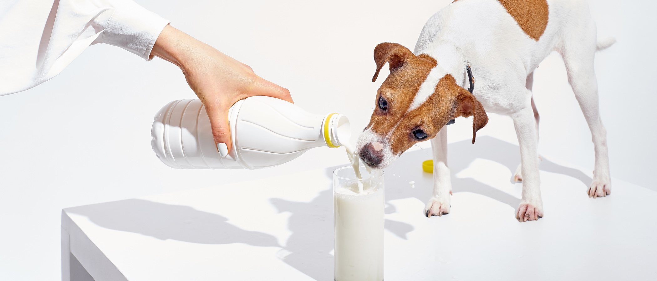Calcio para perros: ¿son necesarios los suplementos?