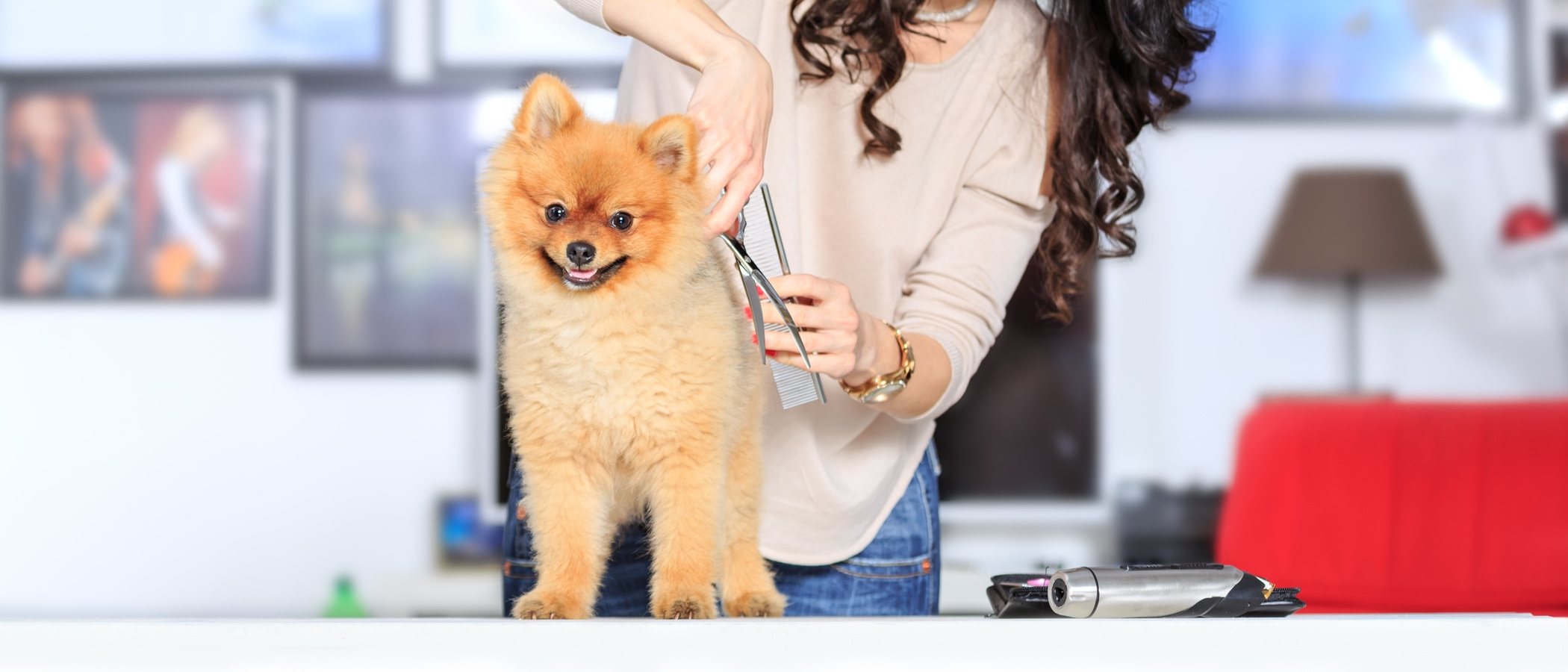 Tipos de pelo en perros