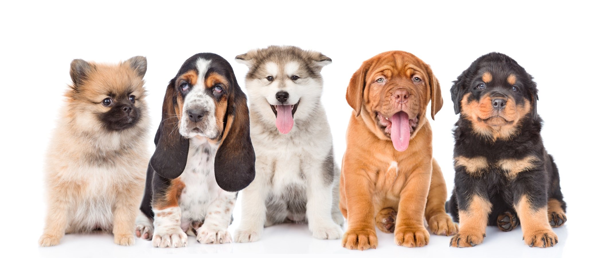 Jugar con tu cachorro de perro: ideas y claves