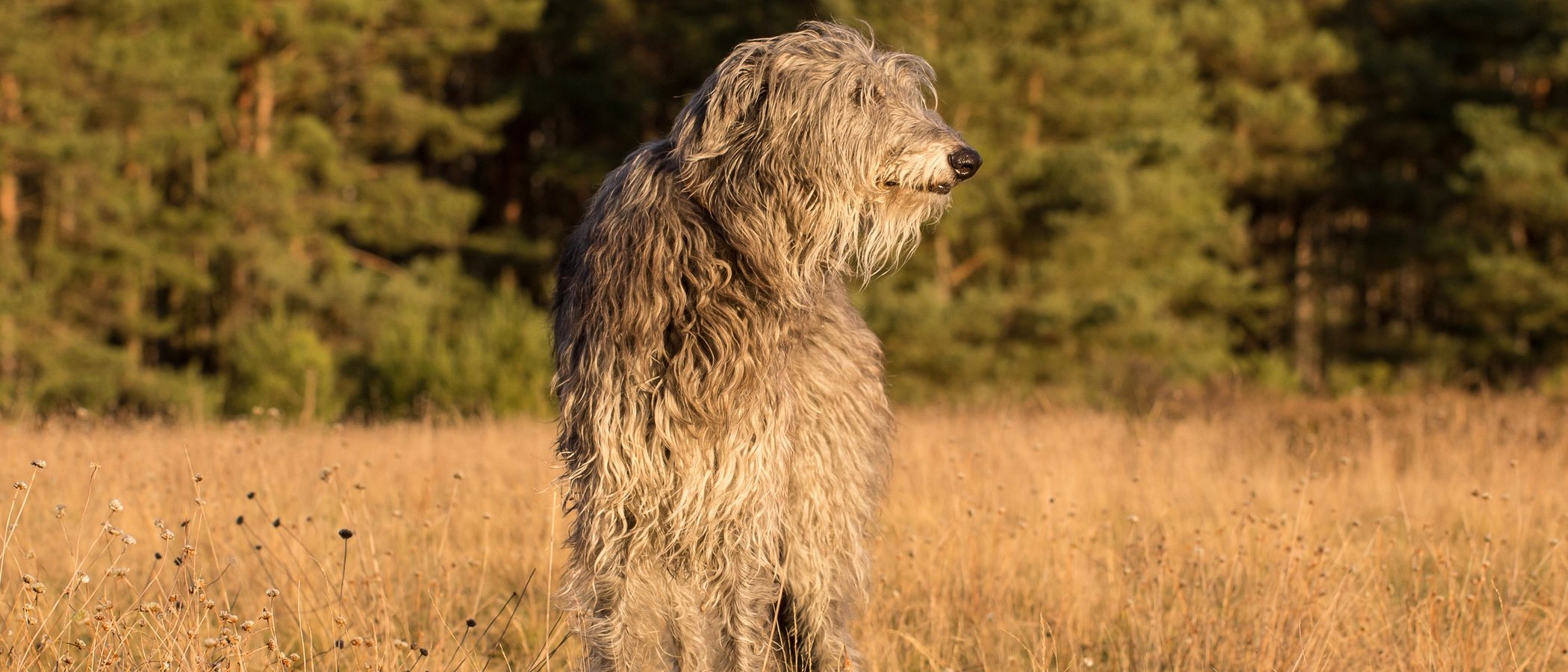 Razas de perro: Deerhound o galgo escocés