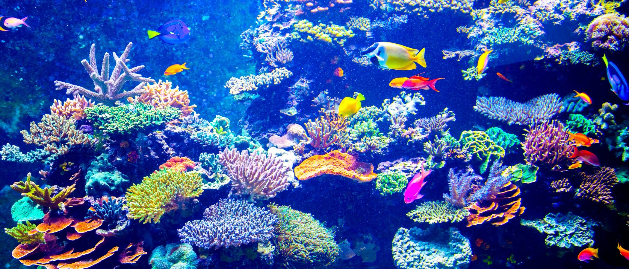 Cómo crear un acuario tropical