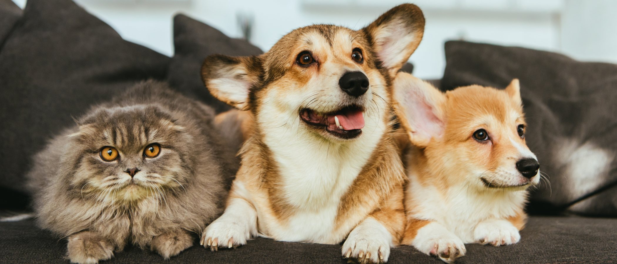 Beneficios de tener una mascota en casa durante la cuarentena