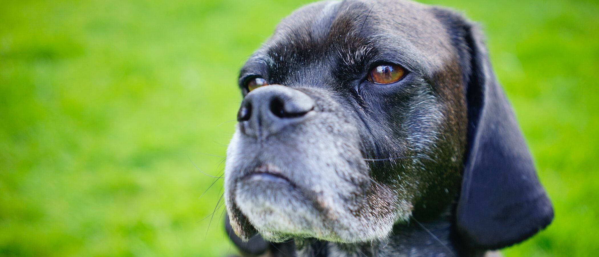 Longevidad de los perros: todo lo que necesitas saber