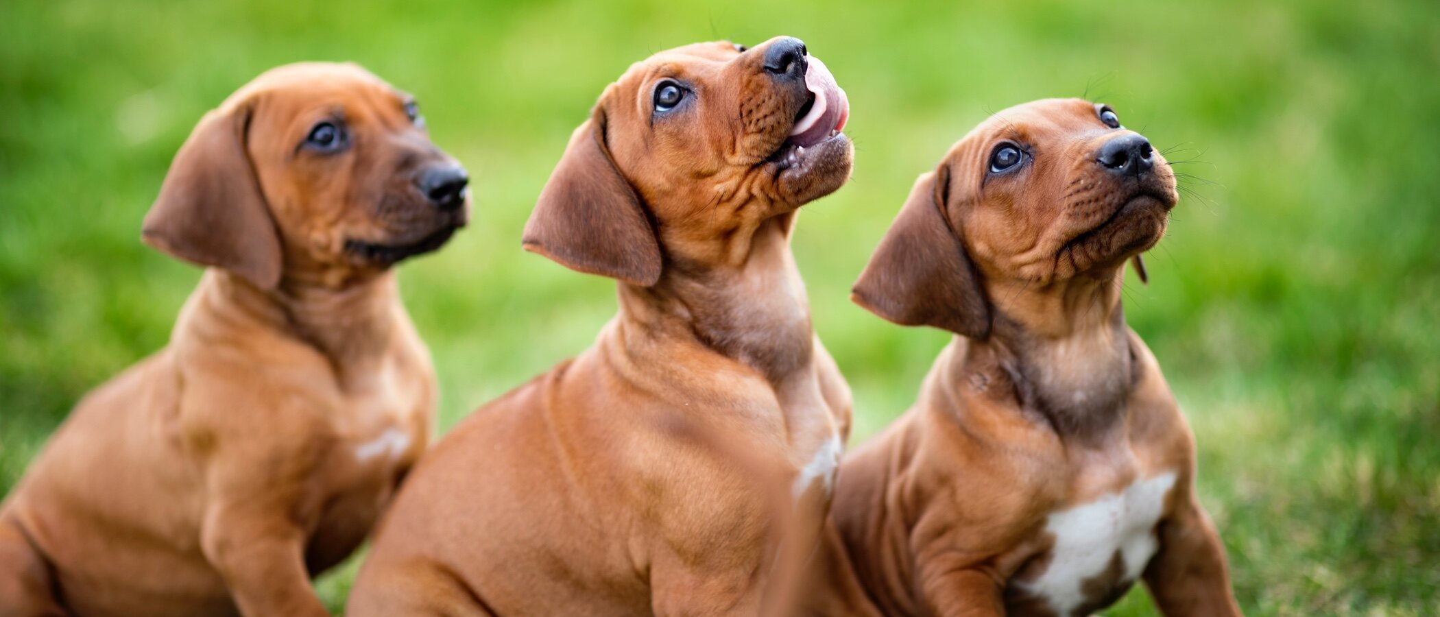 Rhodesian Ridgeback o Perro crestado Rodesiano: descubre esta raza de perro