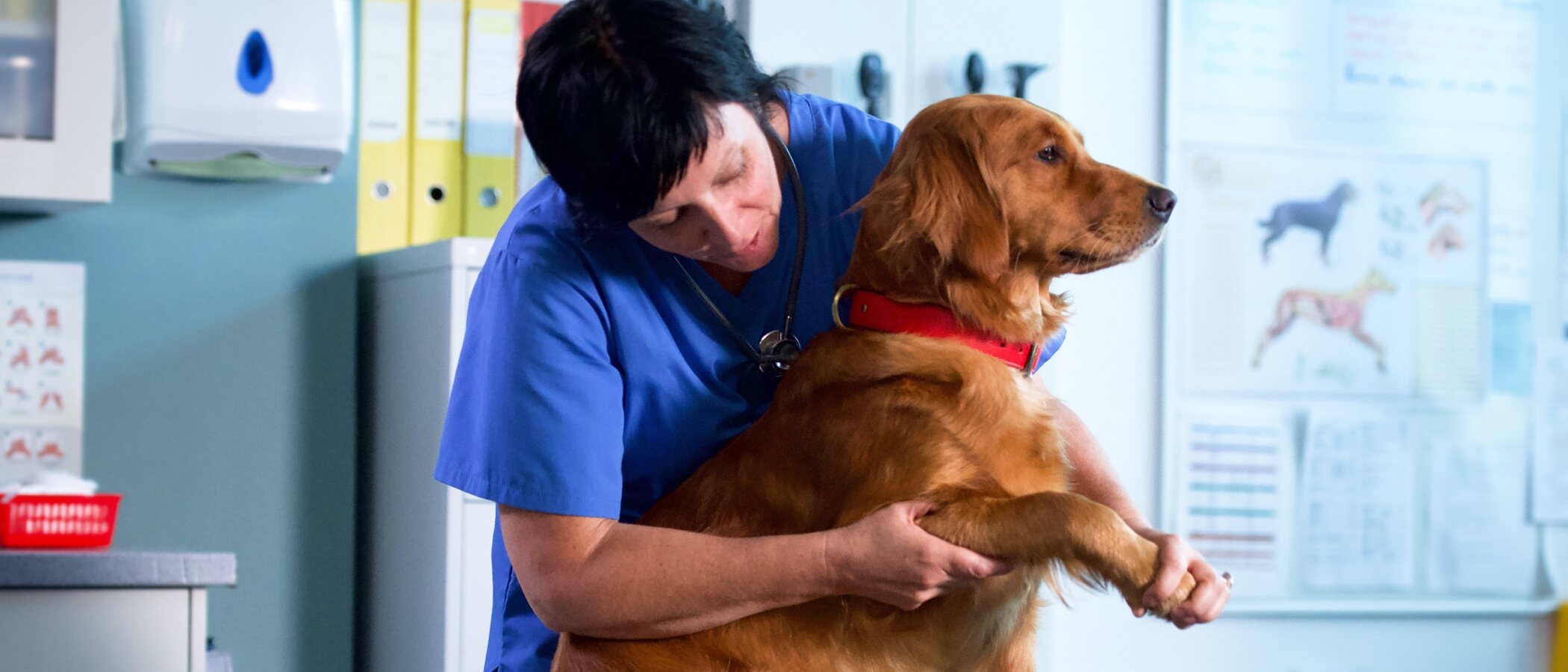 Qué es la osteoartritis y cómo afecta a las mascotas