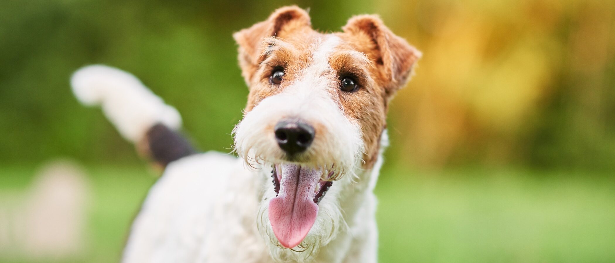 Wire Fox Terrier: conoce todo sobre esta raza de perro