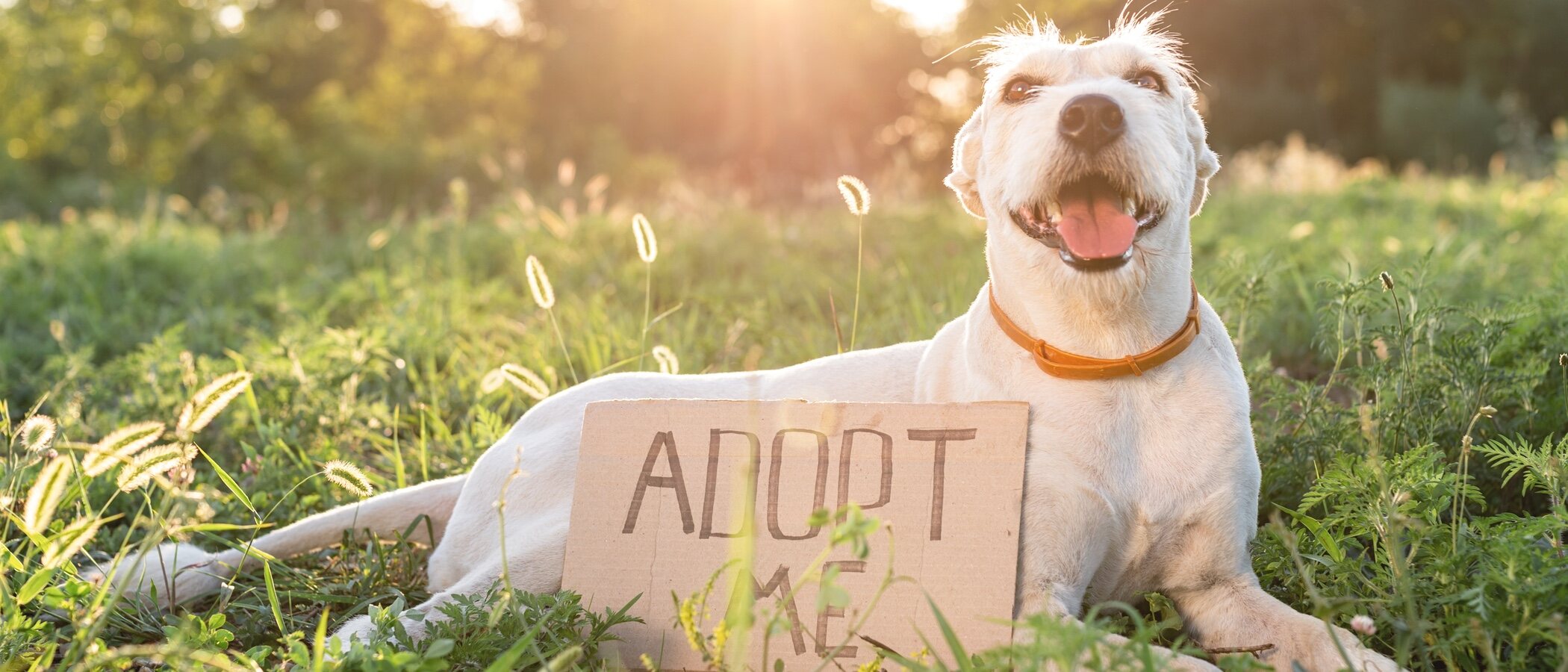 El problema de las devoluciones de animales adoptados en los primeros días