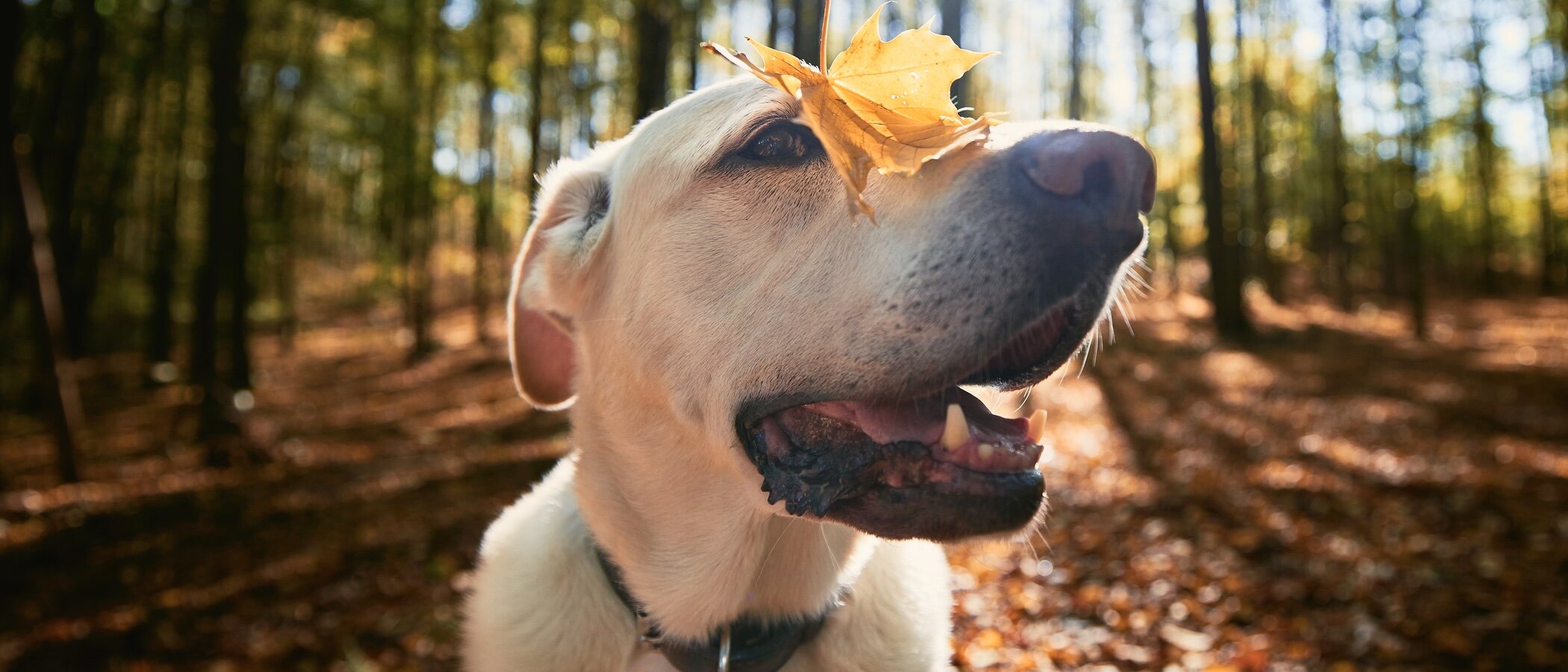 Cómo cuidar a nuestras mascotas ante los cambios de otoño