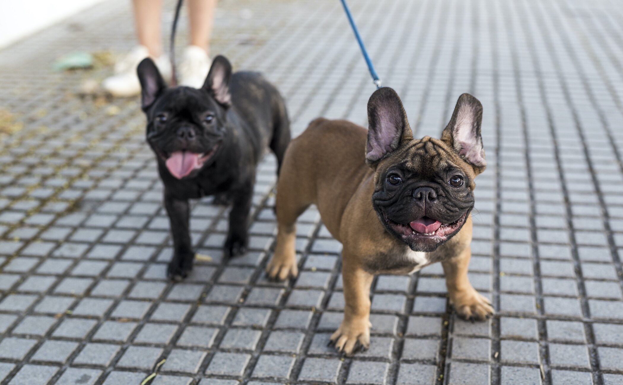 Cómo conseguir que los perros no se coman todo lo que tienen a su paso
