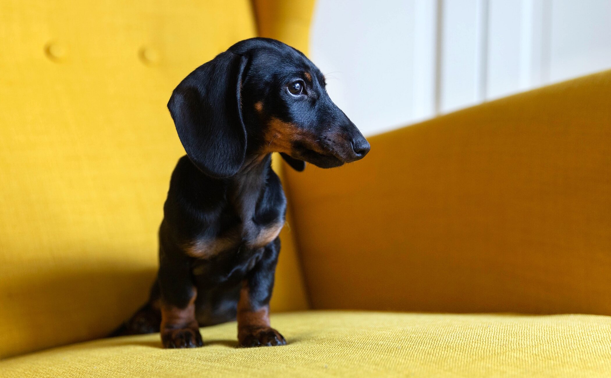 La importancia de la educación en cachorros: ellos marcan las reglas
