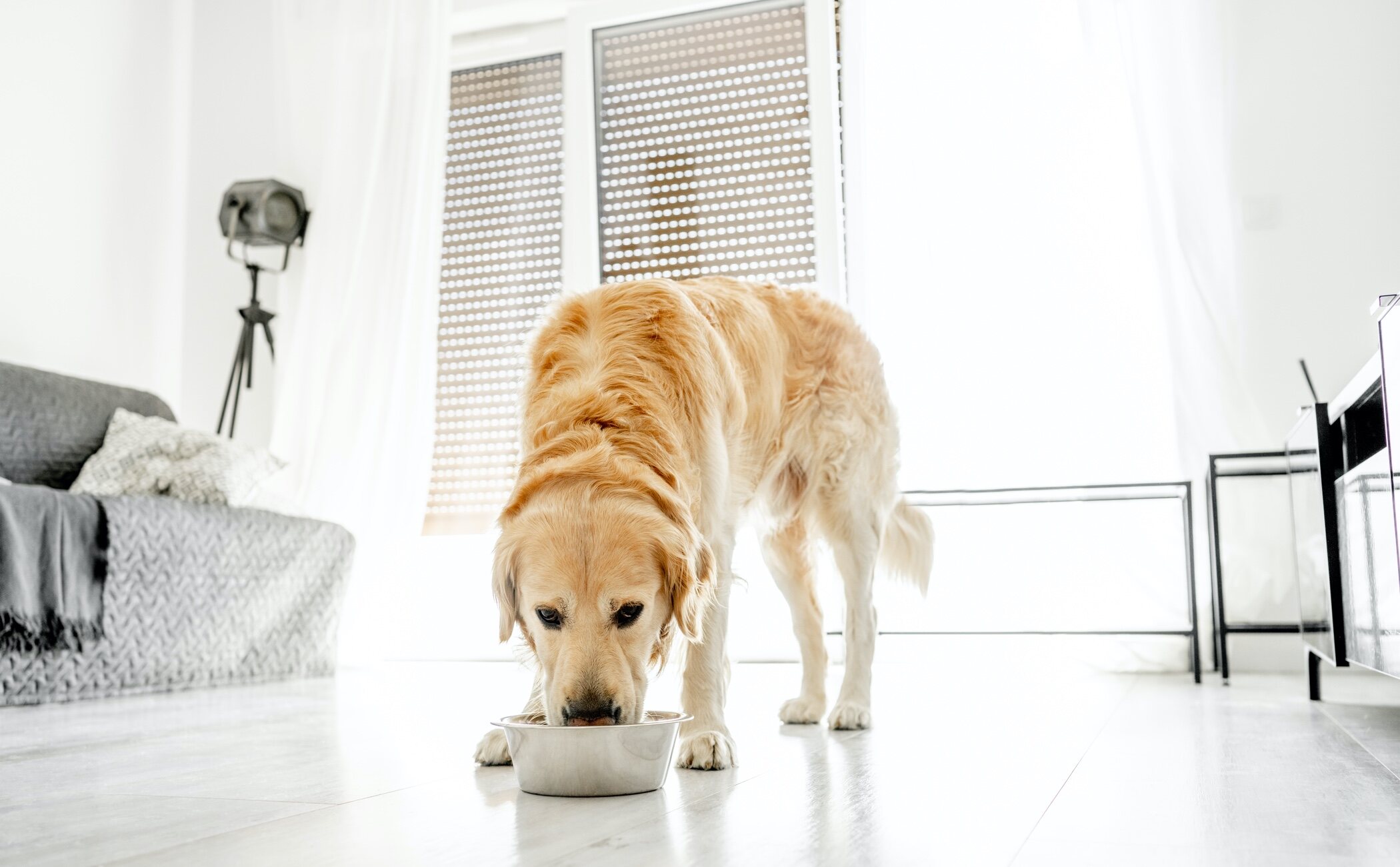 Errores que cometemos en la alimentación de nuestros animales