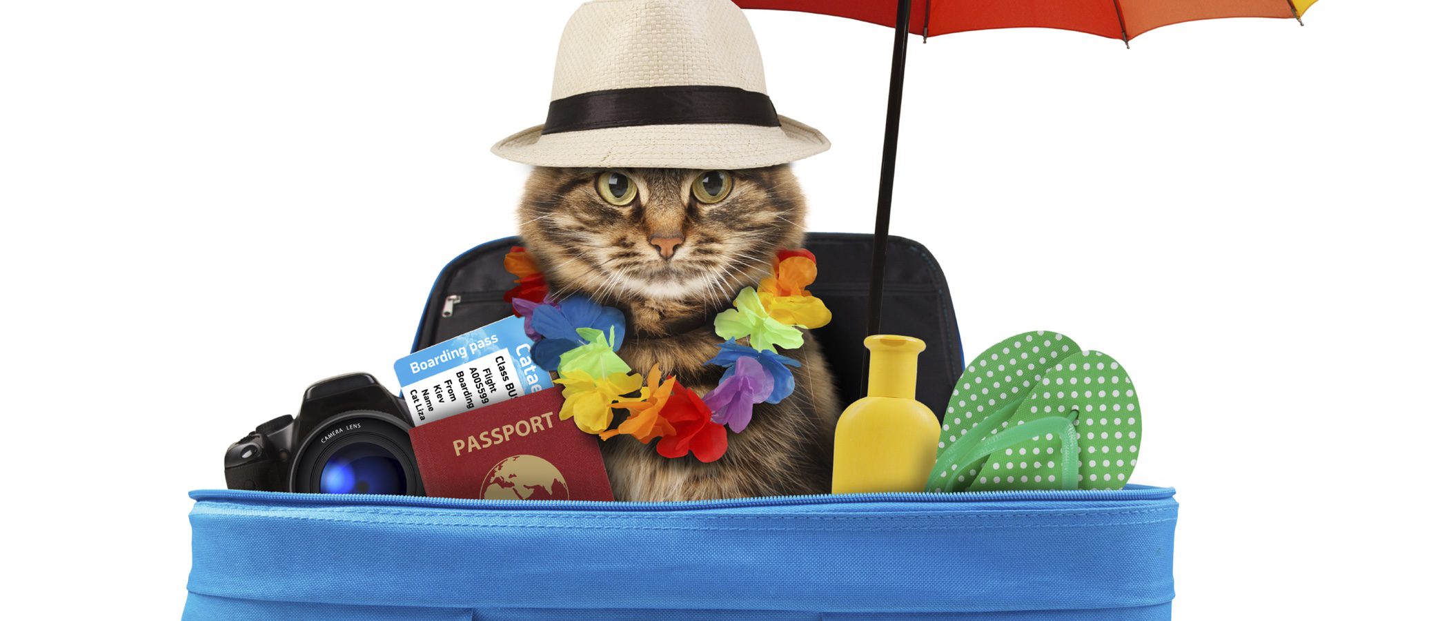 Qué hacer con nuestras mascotas cuando salimos de vacaciones