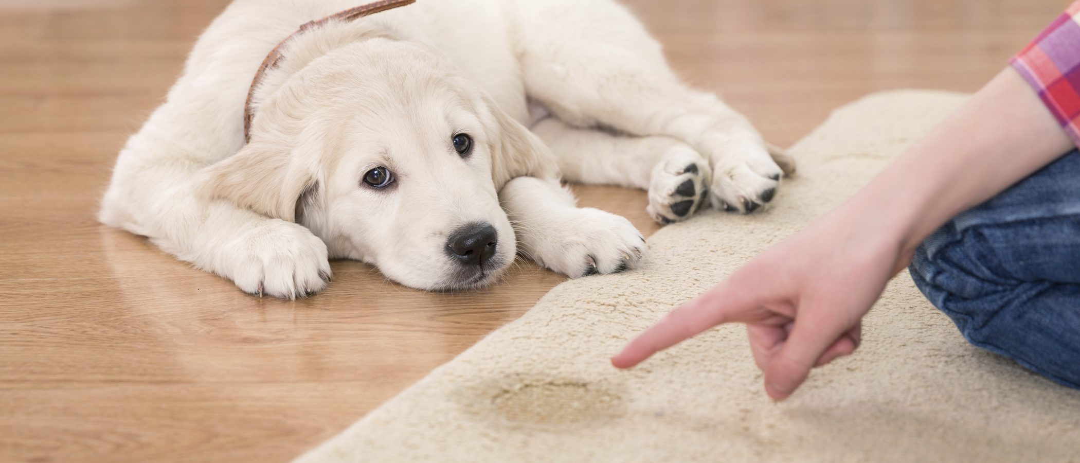 Cómo educar a un perro para que no haga pis en casa