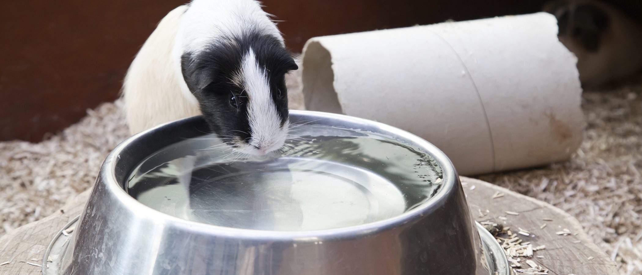 ¿Cuánta agua debe beber un hámster?