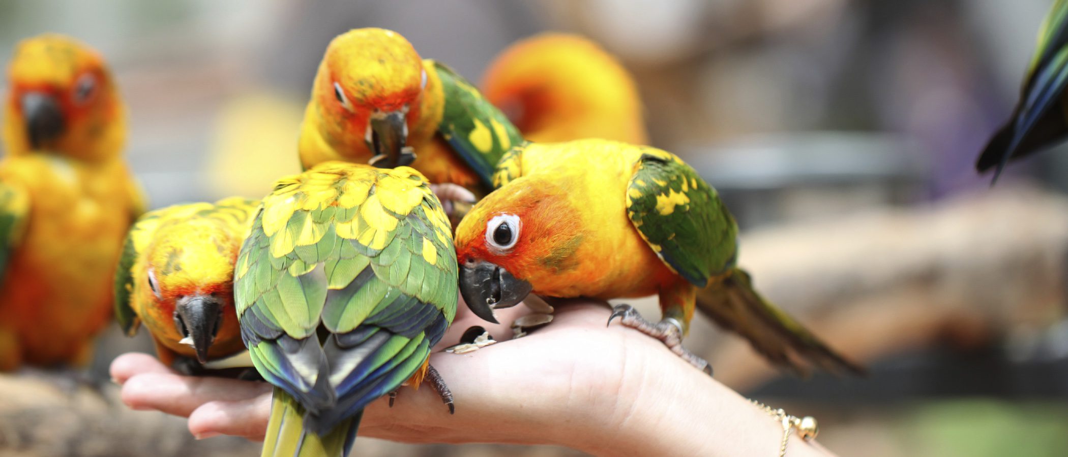Cómo alimentar correctamente a un pájaro