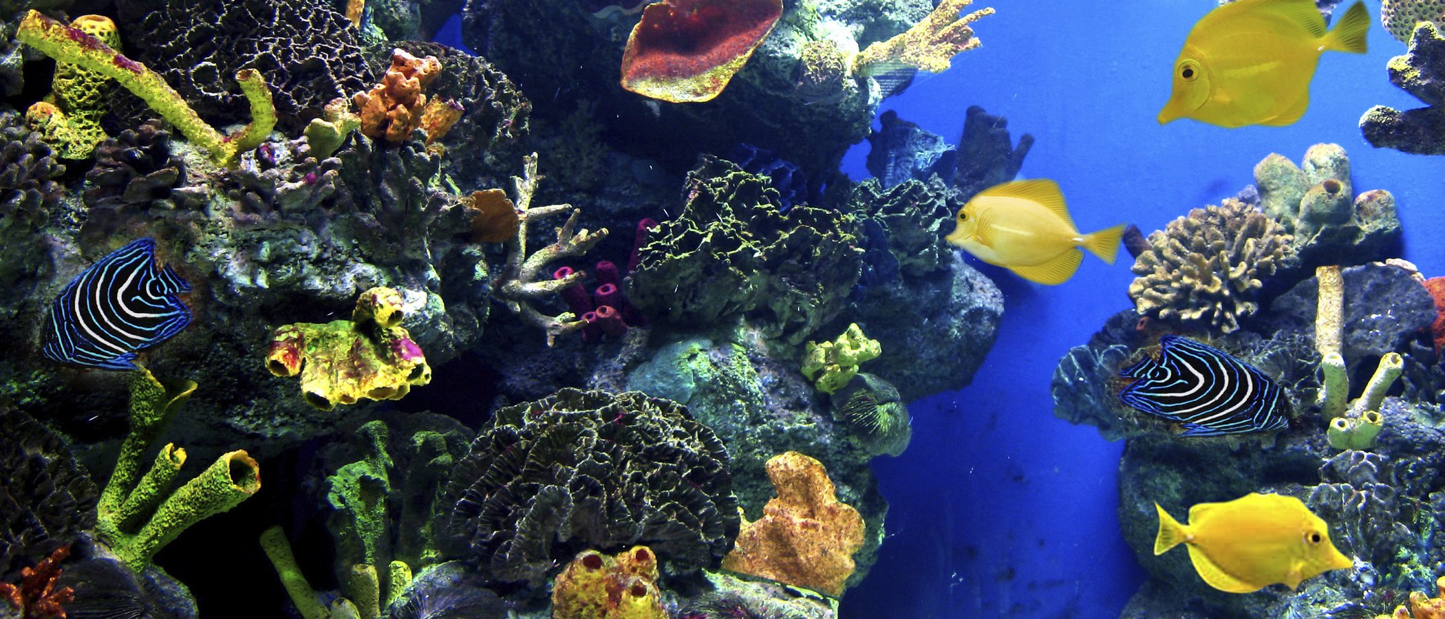 Cómo limpiar un acuario