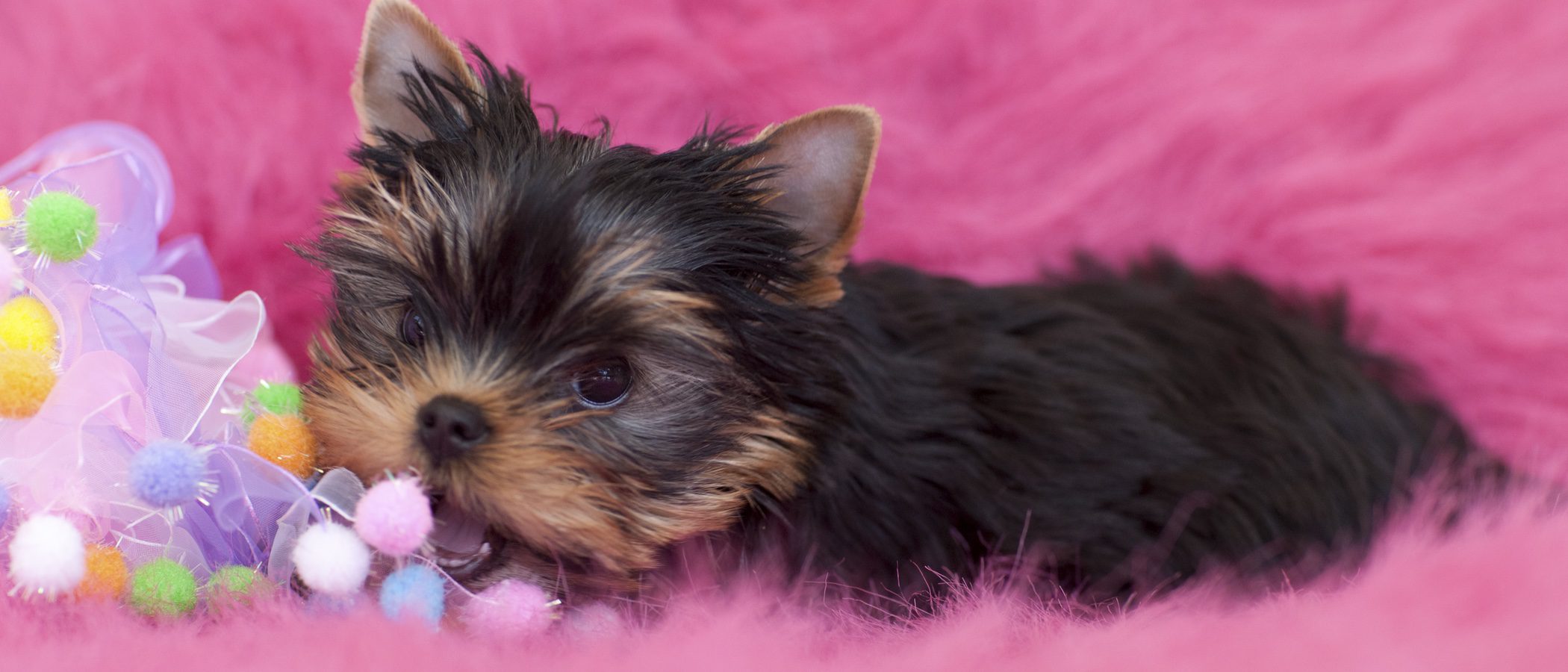 Razas de perros pequeños que no crecen mucho