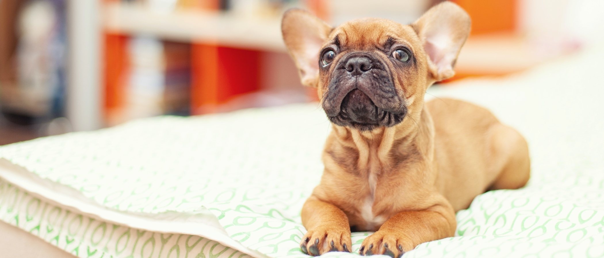 Cómo detectar disfunciones cognitivas en los perros