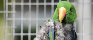 Cómo detectar a un pájaro enfermo