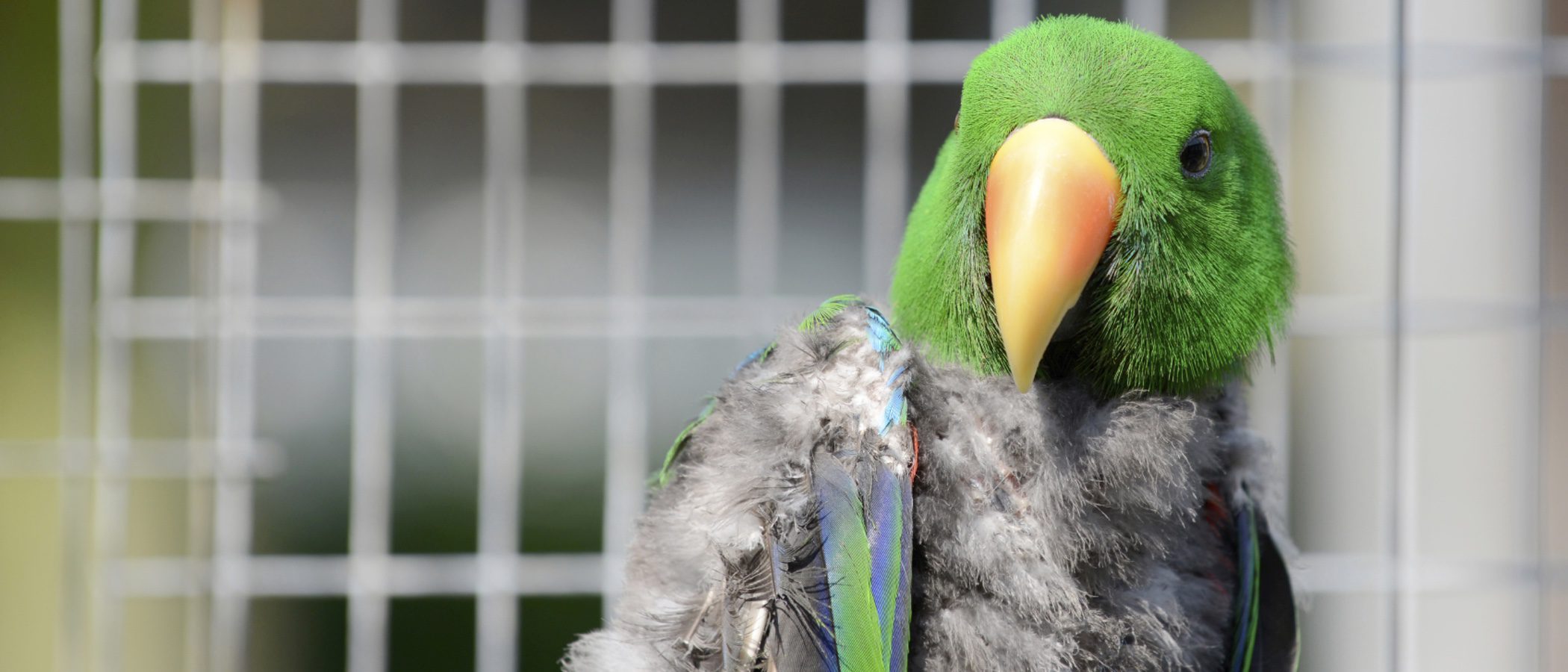 Cómo detectar a un pájaro enfermo