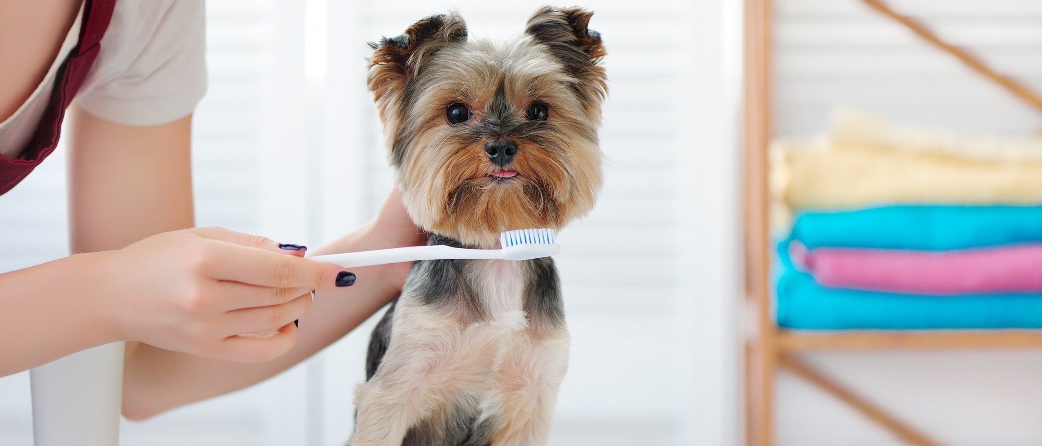 Cómo limpiar los dientes de un perro